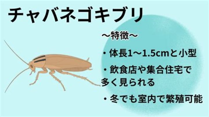 ゴキブリ 一 匹 いたら？原因の見つけ方と再発を止める現実的手順
